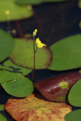 Utricularia sp.- Bladderwort