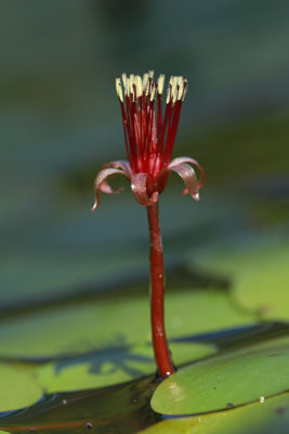 Brasenia schreberi- Water Shield