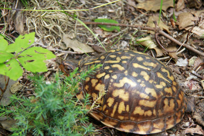 Female Box Turtle