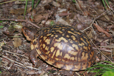 Female Box Turtle