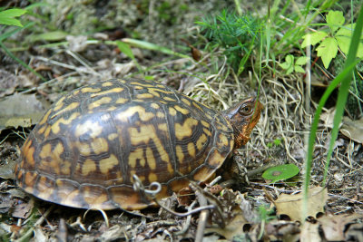 Female Box Turtle