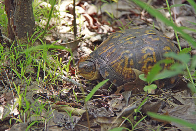Female Box Turtle
