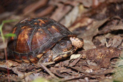 Juvenile Box Turtle!