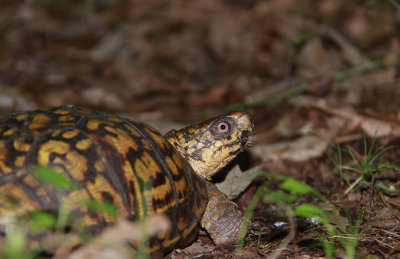 Male Box Turtle