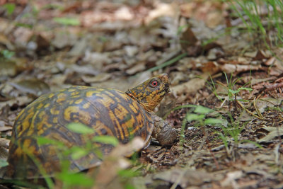 Male Box Turtle