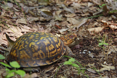 Male Box Turtle