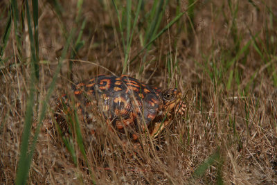 Male Box Turtle