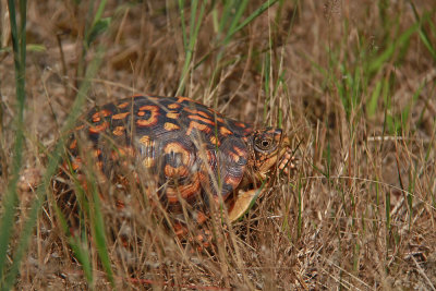 Male Box Turtle