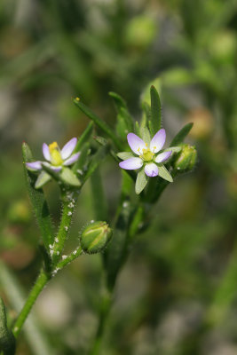Spergularia salina- Salt Sandspurry
