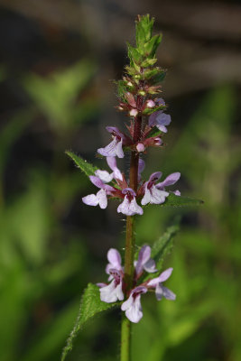 Stachys palustris var. hispida- Hairy Hedge Nettle