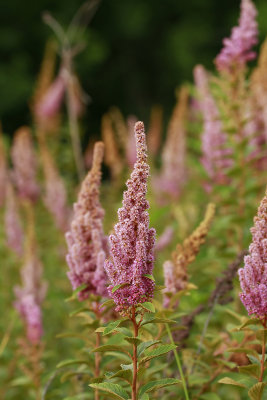 Spiraea tomentosa- Steeplebush