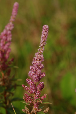 Spiraea tomentosa- Steeplebush