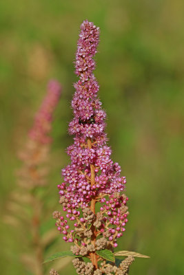 Spiraea tomentosa- Steeplebush