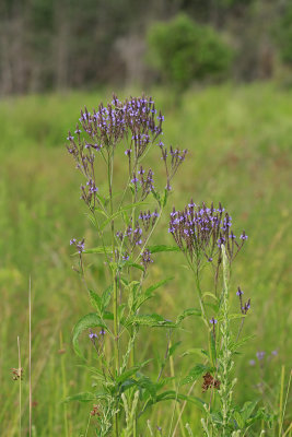 Verbena hastata- Blue Vervain