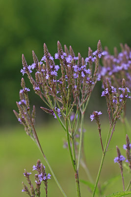 Verbena hastata- Blue Vervain