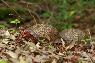 2 male Box Turtles