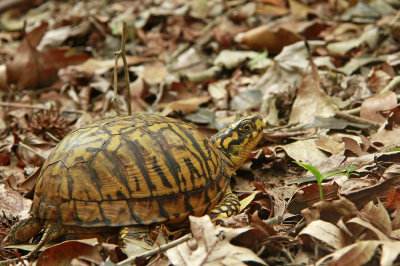 A very yellow female Box Turtle