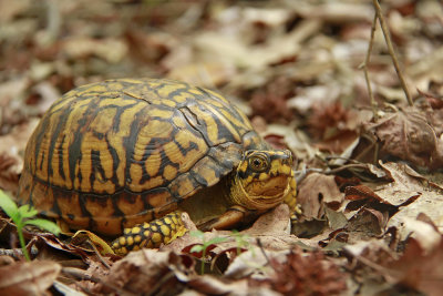 A very yellow female Box Turtle