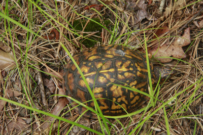 Box Turtle