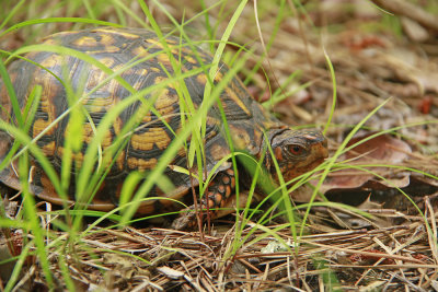 Box Turtle