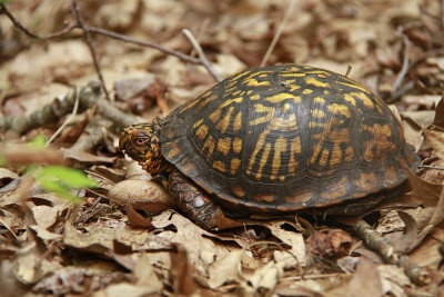 Box Turtle