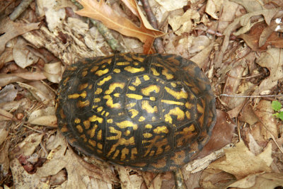 Box Turtle