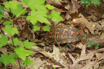 Box Turtle