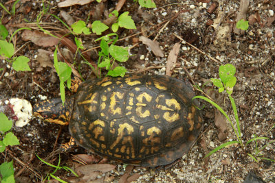 Box Turtle