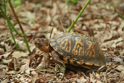 Box Turtle