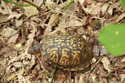 Box Turtle