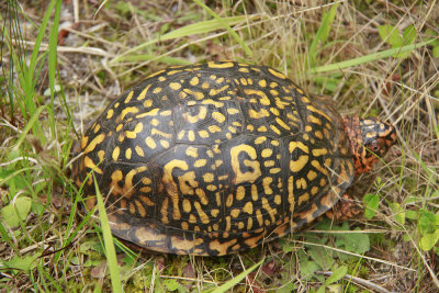 Box Turtle (awesome markings)