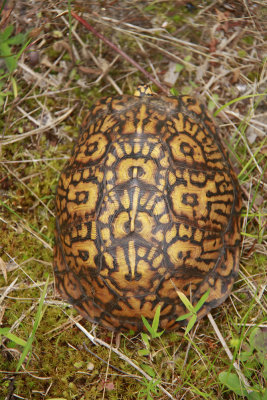 Box Turtle (awesome markings)