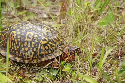 Box Turtle (awesome markings)