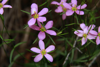 Sabatia campanulata- Slender Marsh Pink