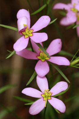 Sabatia campanulata- Slender Marsh Pink