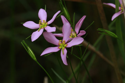Sabatia campanulata- Slender Marsh Pink