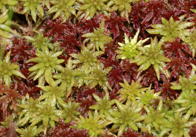 Sphagnum