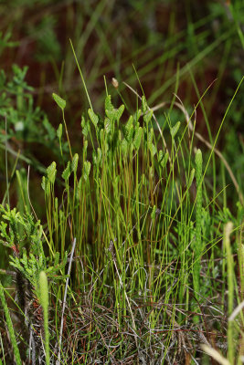 Schizaea pusilla- Curly Grass Fern