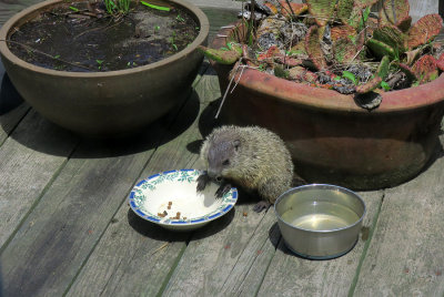 Baby Groundhog