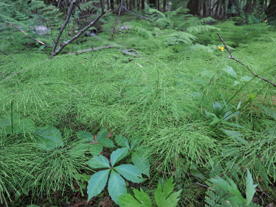 Equisetum sylvatica- Woodland Horsetail