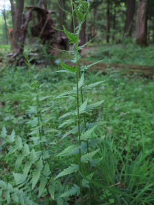 Dryopteris cristata- Crested Wood Fern