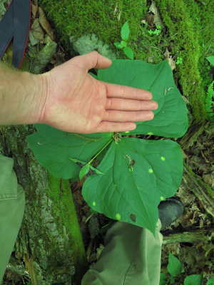 Trillium erectum- Red Trillium