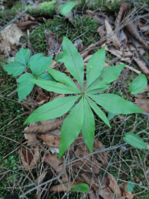 Trientalis borealis- Starflower