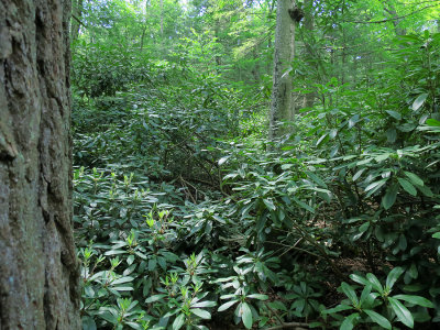 Rhododendron thicket