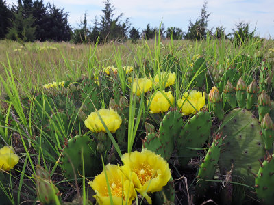 Opuntia humifusa- Prickly Pear