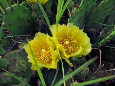 Opuntia humifusa- Prickly Pear