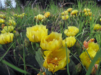 Opuntia humifusa- Prickly Pear