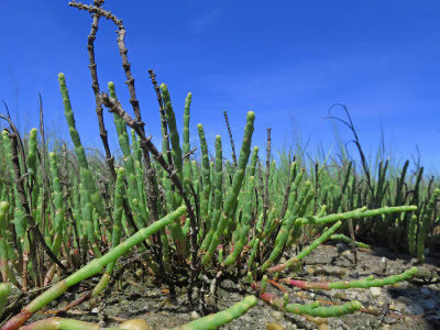 Salicornia