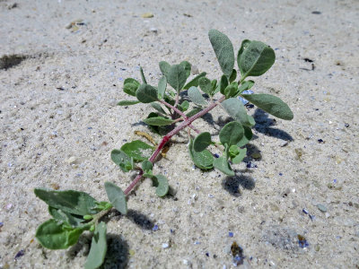 Atriplex cristata