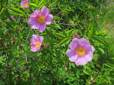 Rosa palustris- Swamp Rose